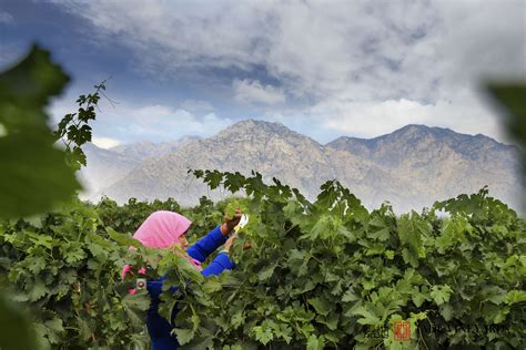 where are china vineyards planted